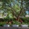 Community Garden