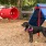 Dog playing in Pet Park at The Boulevard