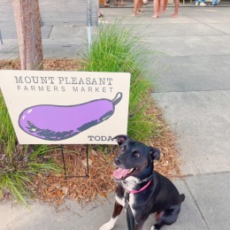 Our favorite day of the week is here! #mountpleasantfarmersmarket #liveontheboulevard Instagram post from @liveontheboulevard on June 13, 2023 17:48:32pm
